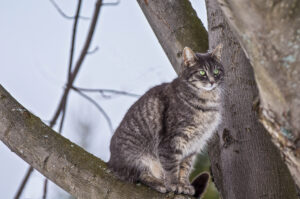 Westover residents find poisoned cats, police investigating